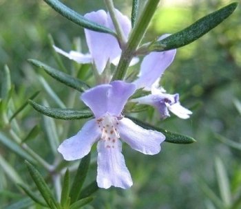 Вирощування розмарину в горщику на підвіконні