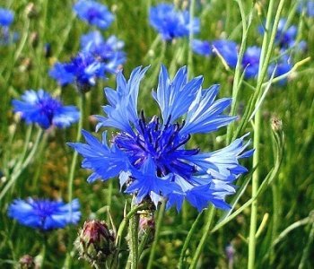 Синя волошка лікарська.