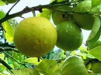 Вирощування бергамоту із насіння.