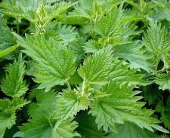 Кропива - лікувальні властивості.