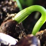 Поширені способи стратифікації насіння