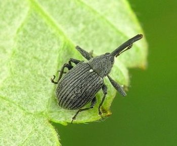 Довгоносик — головний шкідник полуниці