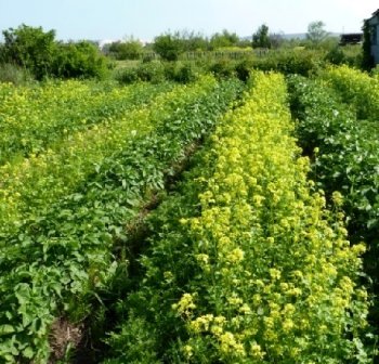 Осінній посів сидератів на городі
