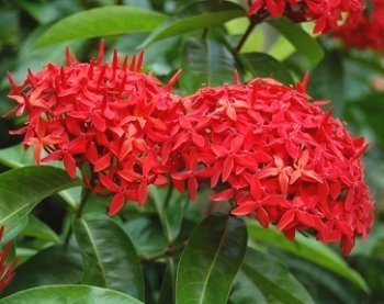 Іксора - опис, види і догляд.