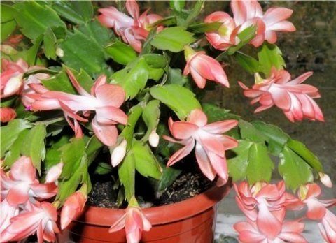 Шлюмбергера Трунката (Schlumbergera truncata).