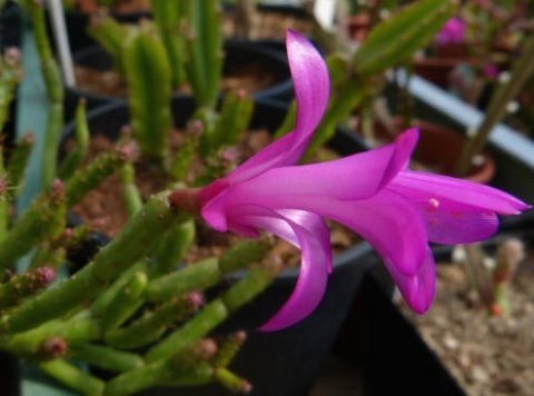 Шлюмбергера опунцевидна (Schlumbergera opuntioides).