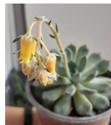 Як доглядати за ехеверією