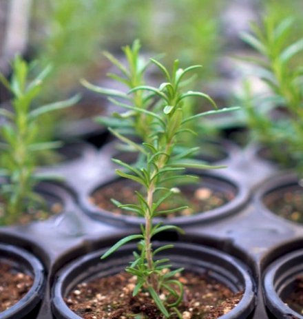 Як виростити розмарин на підвіконні? Як виростити розмарин на підвіконні?