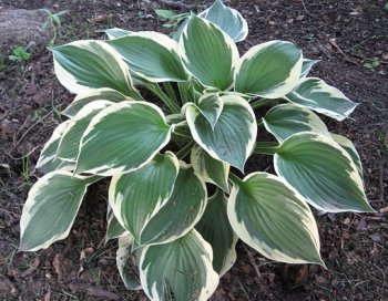 Пересадка хости.