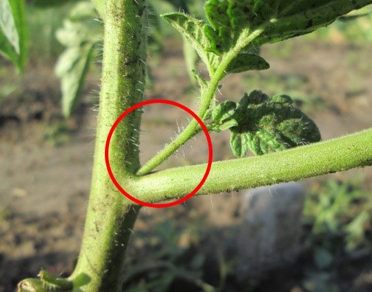 Видаляти пасинки найкраще поки вони не виросли