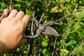 Обрізка чорної смородини після збору врожаю