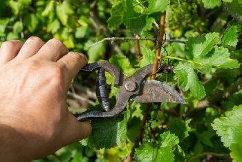 Як обрізати аґрус після збору врожаю.