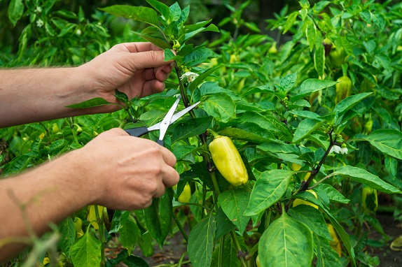 Обрізка перцю на городі