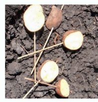 Боротьба із дротянкою без хімії