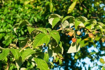 Посадка або пересадка малини