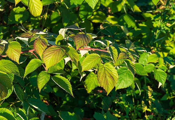 Правила пересадки малини