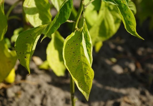 Боротьба із павутинним клищем