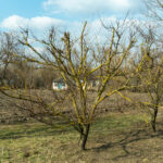 Очищення гілок на фруктових деревах.